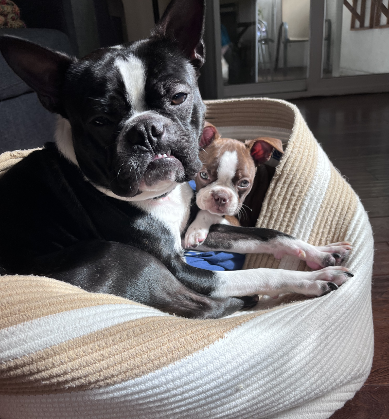 that's why they're so gangsta