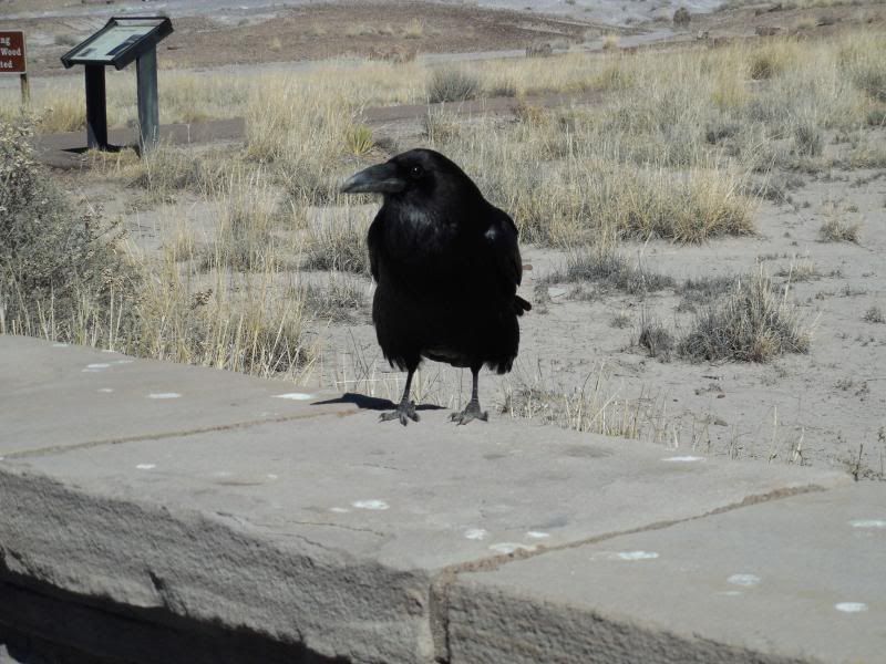 Raven2.jpg