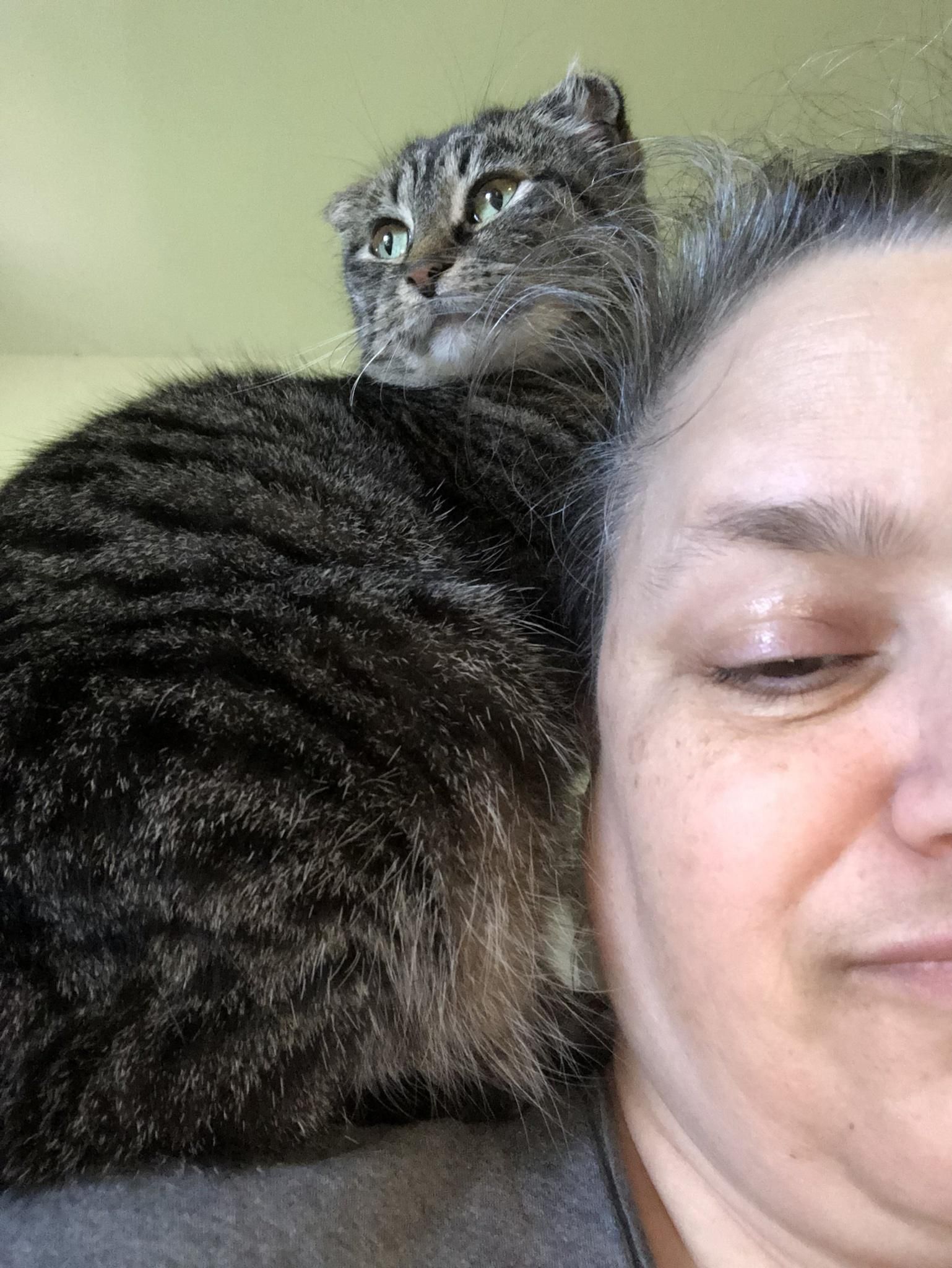 Shoulder Cat.jpeg