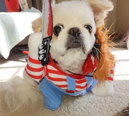 7e8d9e53-b129-4a32-a88c-403712b86c44-Chuckie Olaf2.jpg